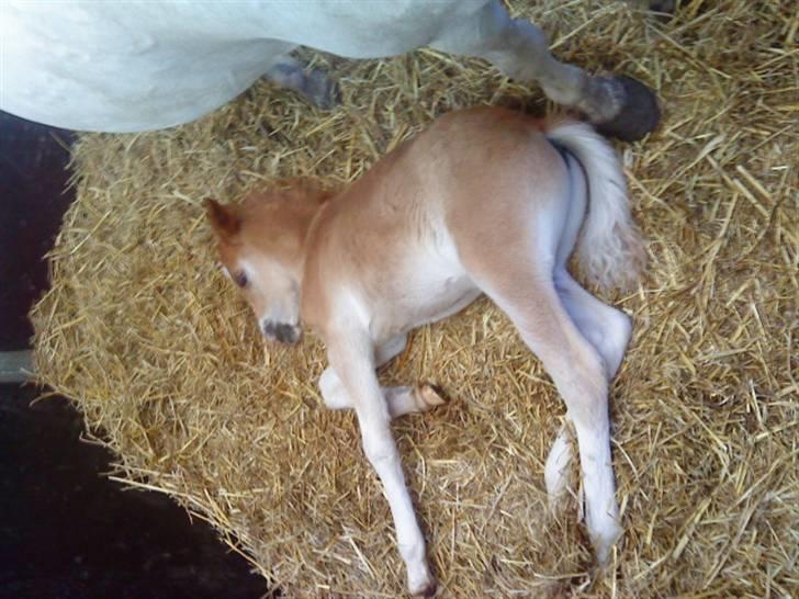 Elevhestene på pårup holm rideklub - Lille spyd der lige er vågnet billede 1