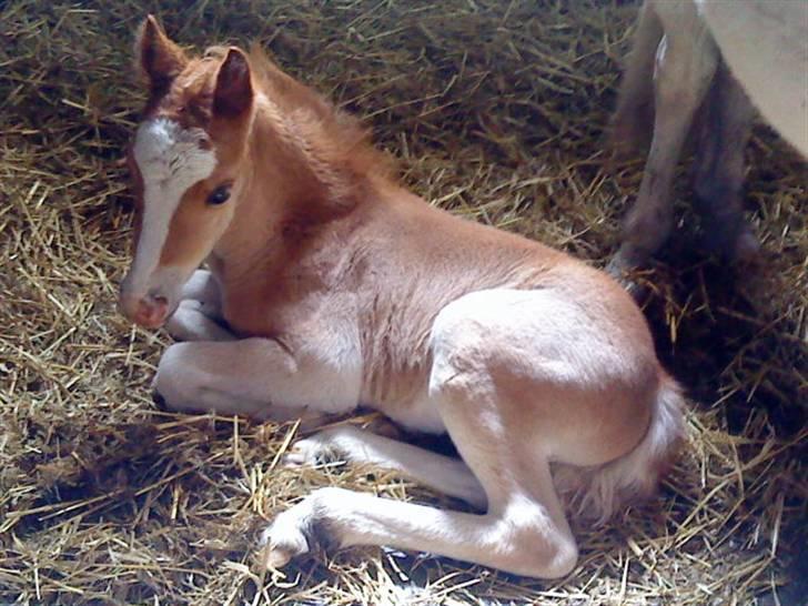 Elevhestene på pårup holm rideklub - Spyd der lige er vågnet igen billede 2
