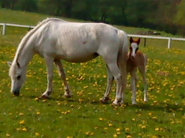 Elevhestene på pårup holm rideklub - Spyd & Nikki der er på fold billede 3