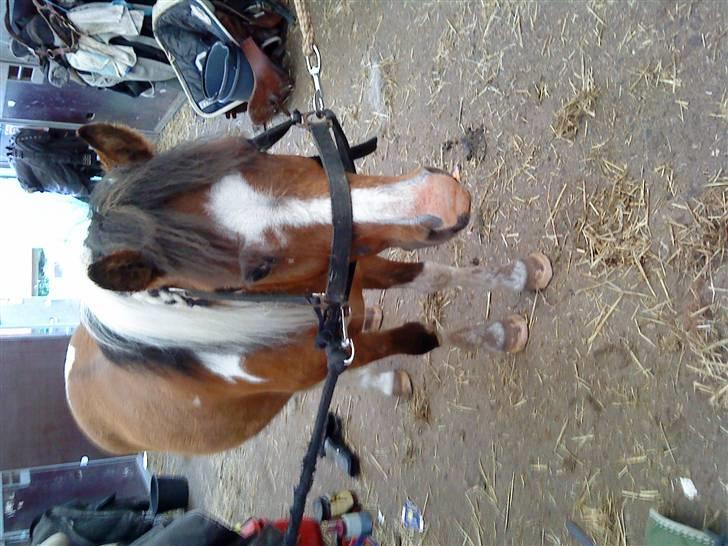 Elevhestene på pårup holm rideklub - Søde Indy billede 4