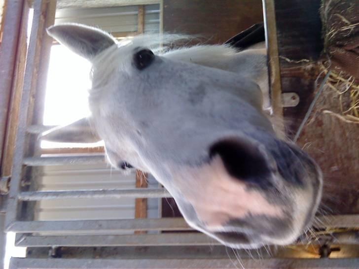 Elevhestene på pårup holm rideklub - Pridey Women. billede 5