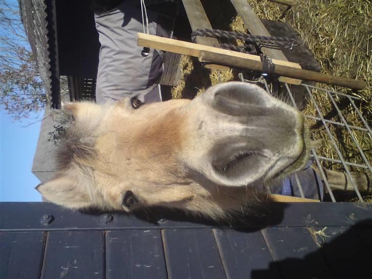 Elevhestene på pårup holm rideklub - Min Mona Lisa. og Mathilde i bagrunden:-D billede 8