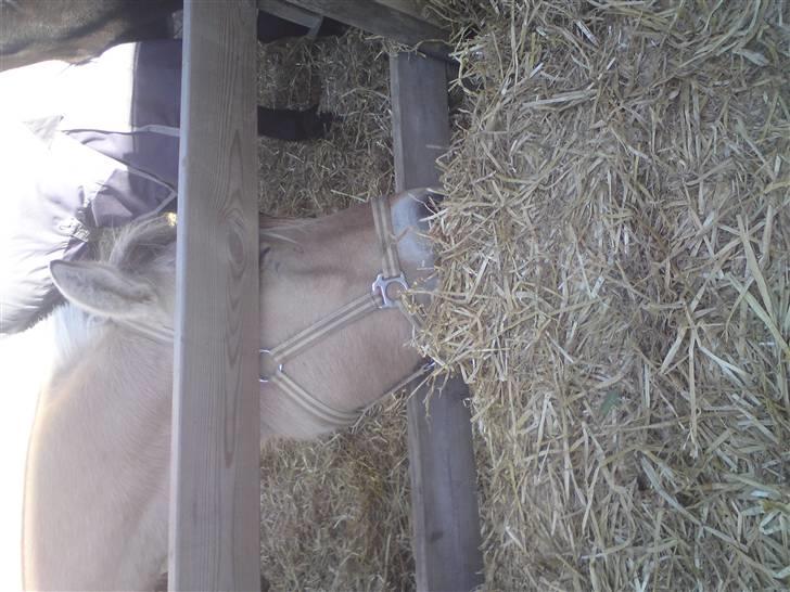 Elevhestene på pårup holm rideklub - Basse der stjæler Halm billede 11