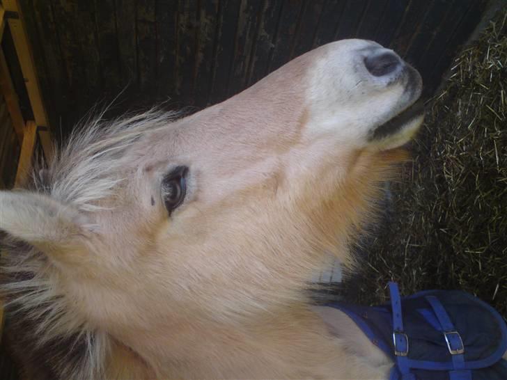 Elevhestene på pårup holm rideklub - Mona Lisa billede 13