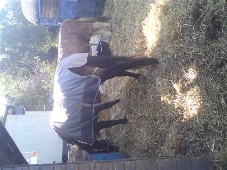 Elevhestene på pårup holm rideklub - Mathilde og Basse i bagrunden billede 14