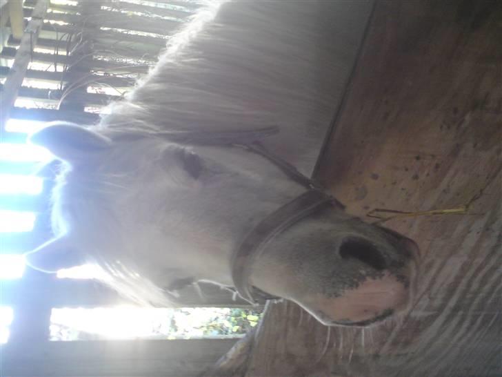 Elevhestene på pårup holm rideklub - Søde Sneboldt billede 15