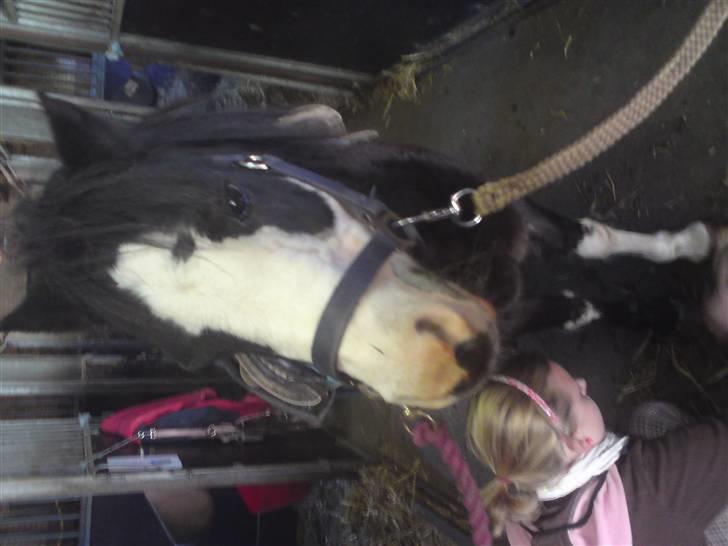 Elevhestene på pårup holm rideklub - Guffi billede 16