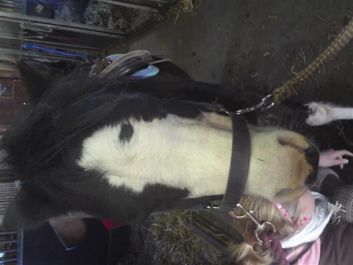 Elevhestene på pårup holm rideklub - Guffi og Emma billede 17