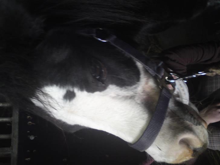 Elevhestene på pårup holm rideklub - GUFFI!!! billede 18