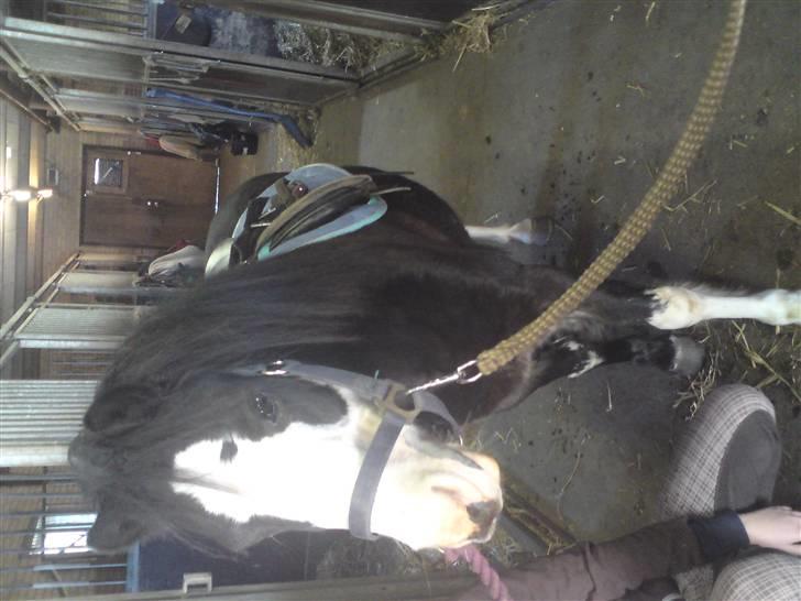 Elevhestene på pårup holm rideklub - Søde guffi billede 19