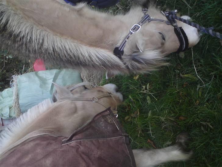 Elevhestene på pårup holm rideklub - Mona og Basse der græsser sammen billede 21