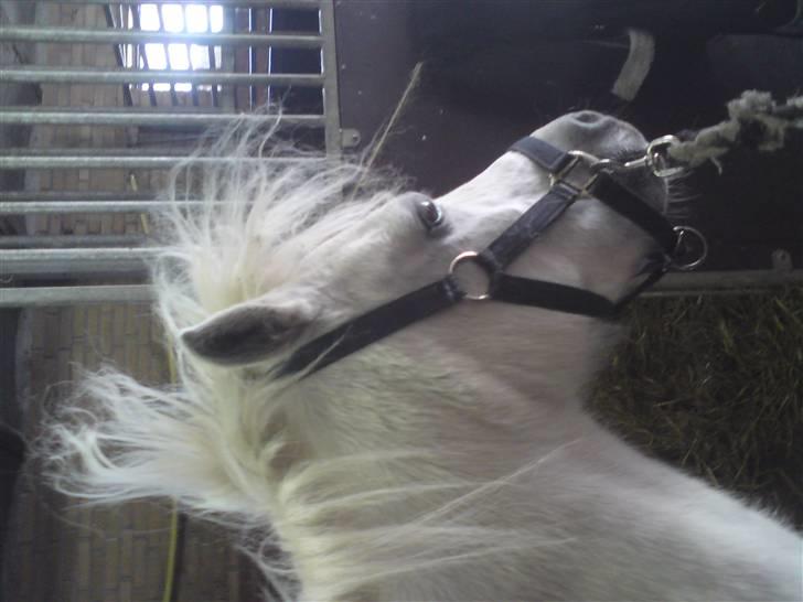 Elevhestene på pårup holm rideklub - Sneboldt med punkerhår billede 22