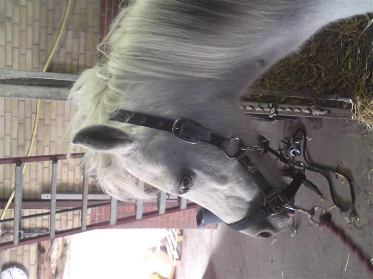 Elevhestene på pårup holm rideklub - Sneboldt med Punkerhår! billede 23