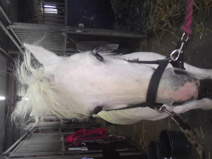 Elevhestene på pårup holm rideklub - Sneboldt billede 24