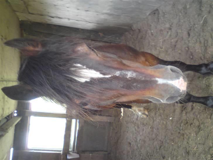 Elevhestene på pårup holm rideklub - Torethi mand billede 25