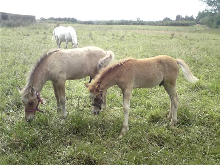 Elevhestene på pårup holm rideklub - Claus og Spyd billede 26