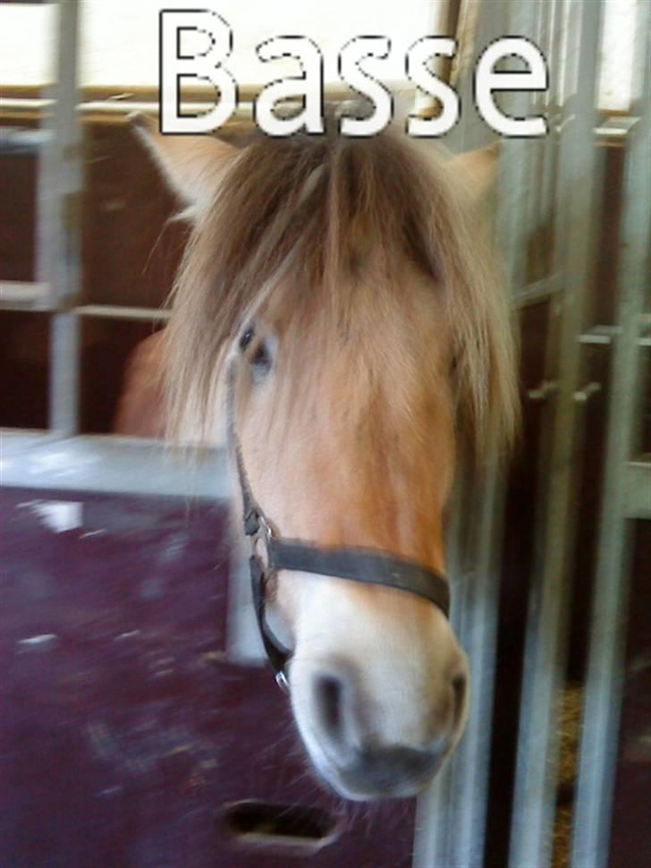 Elevhestene på pårup holm rideklub - Basse billede 31