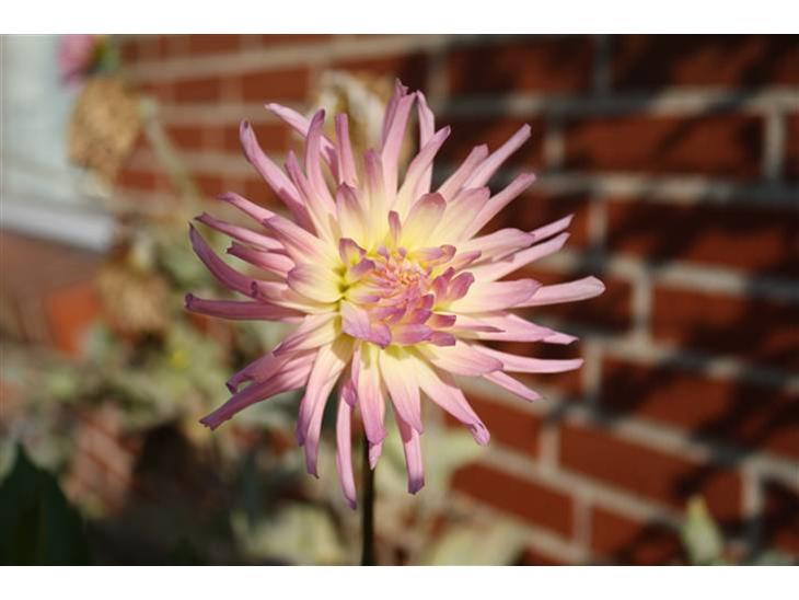 {{currentPhoto.altText}} billede {{currentPhoto.number}}