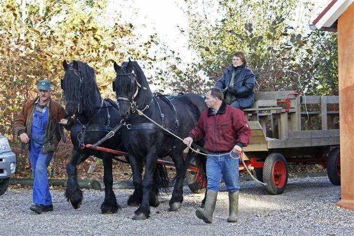 Herros og Wander som tospand :oD - Herros til venstre og Wander til højre... billede 3