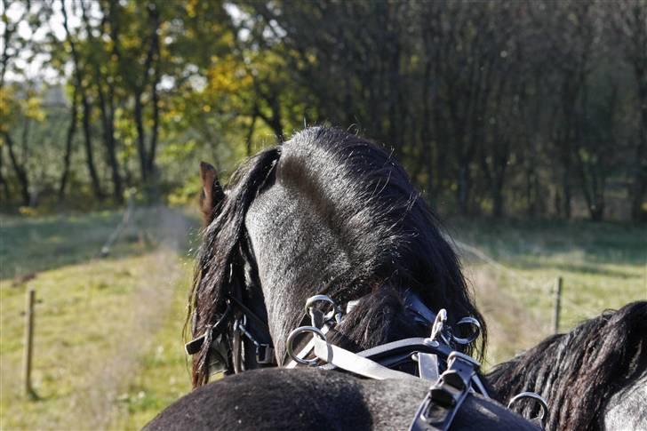 Herros og Wander som tospand :oD - Wander i seletøjet billede 6