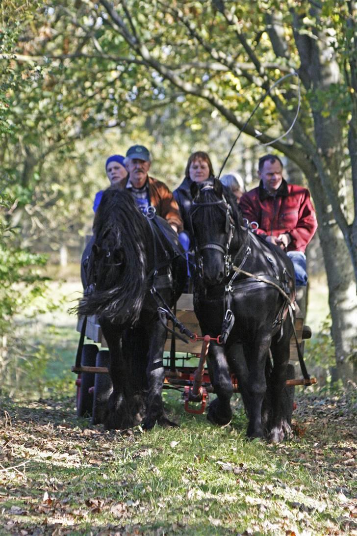 Herros og Wander som tospand :oD - På vej op ad alléen billede 7