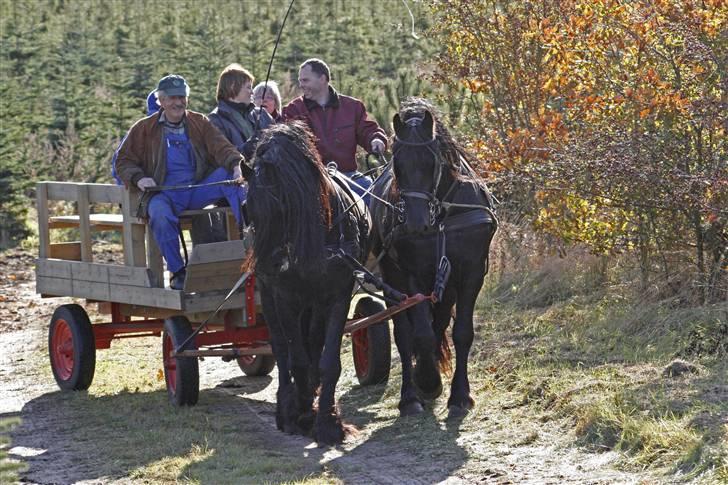 Herros og Wander som tospand :oD - Op af vejen fra skoven... billede 10