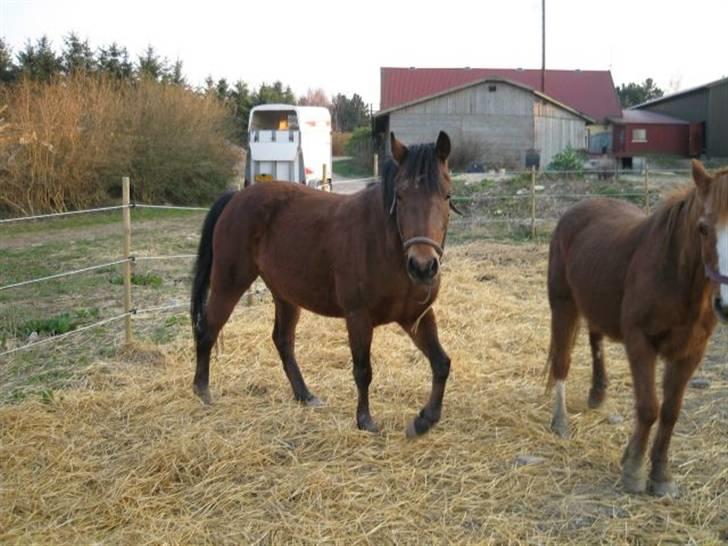 Heste jeg rider på eller har gjordt :)  - Rider stadigvæk på hende det var da vi lige havde fået hende og det var hun meget tynd billede 3