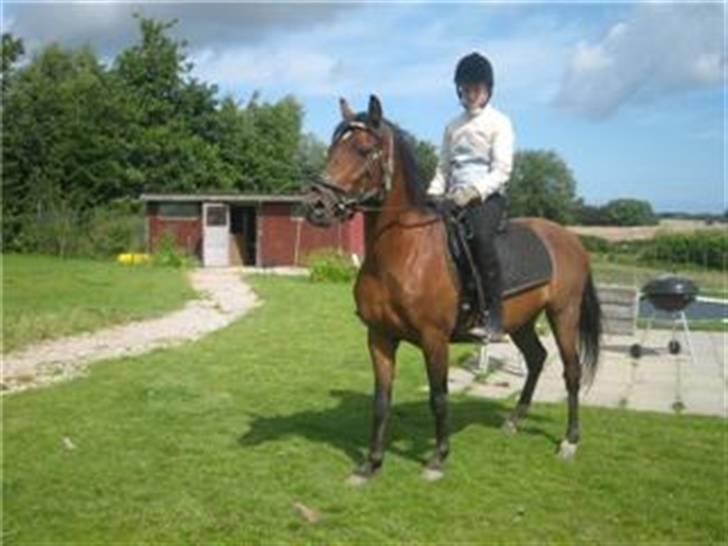 Heste jeg rider på eller har gjordt :)  - Her ser hun meget bedre ud billede 4