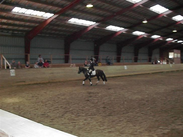 Heste jeg rider på eller har gjordt :)  - Til stævne billede 2