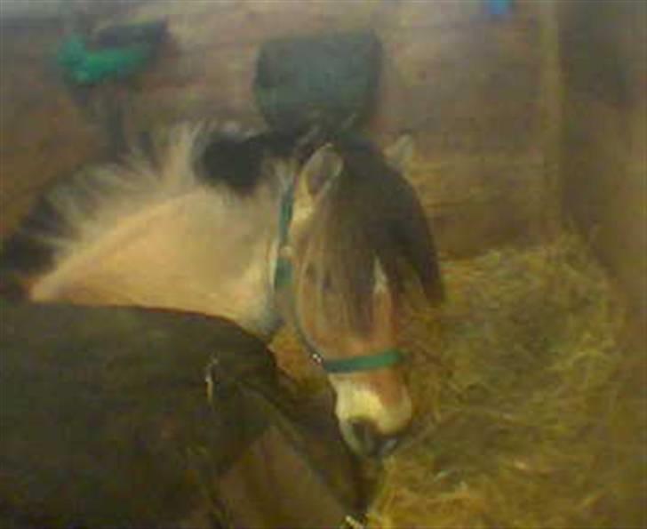 Heste jeg rider på eller har gjordt :)  - Man er vel lidt træt billede 5