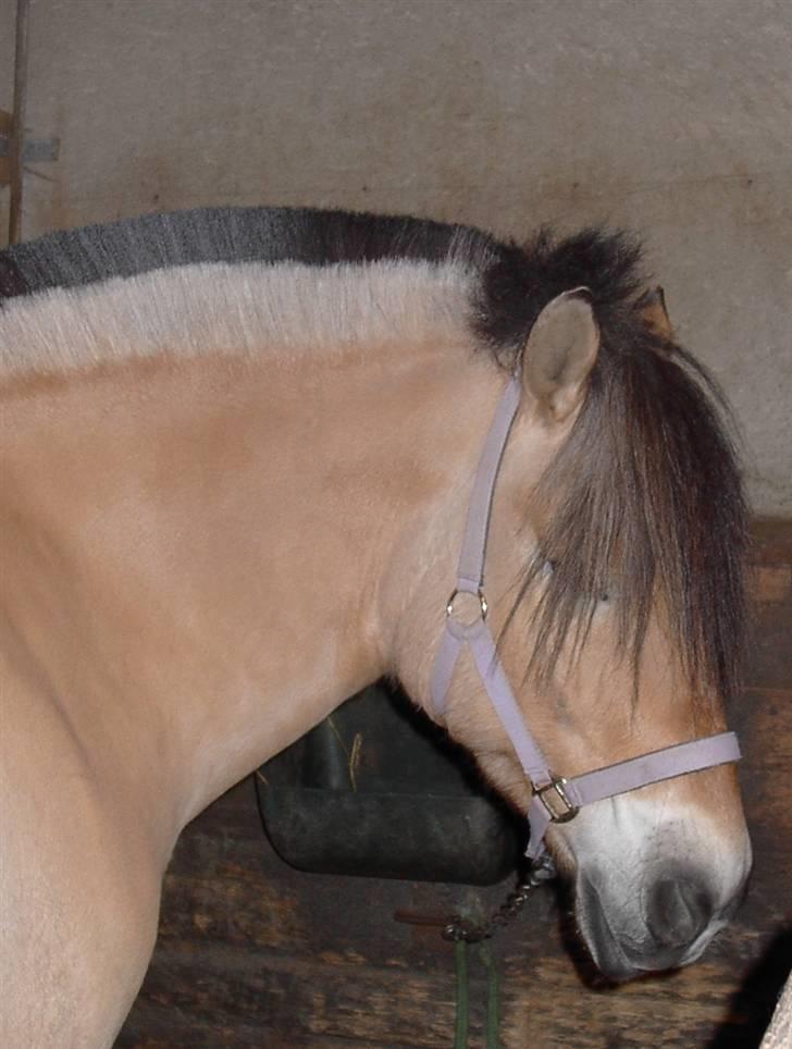 Heste jeg rider på eller har gjordt :)  - Elvis ham har jeg lært og galopere og være sød og siden det har alle ville ride på ham billede 6