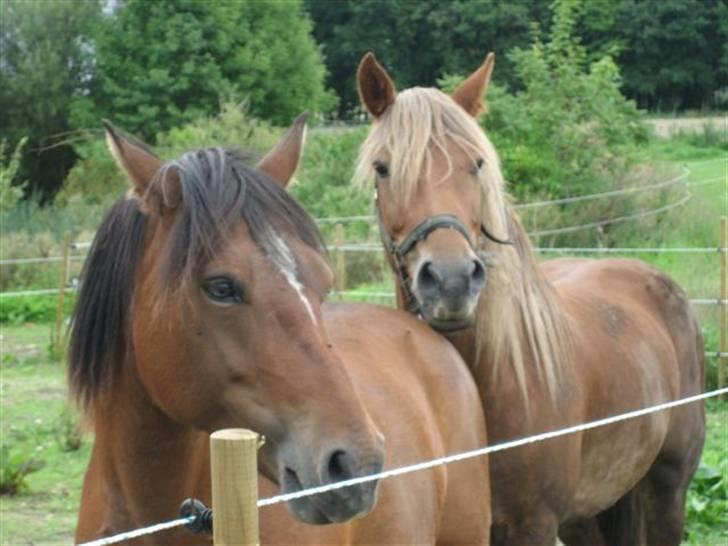Heste jeg rider på eller har gjordt :)  - Lille cinner dinner billede 8