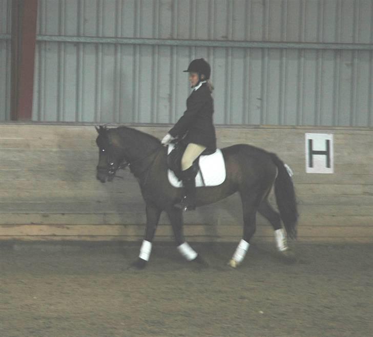 Heste jeg rider på eller har gjordt :)  - Til stævne på tabina hende rider jeg ikke på mere billede 1