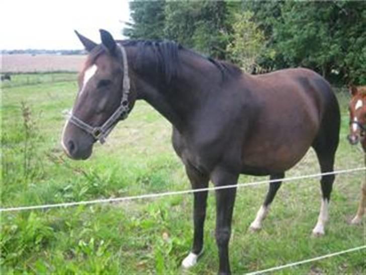 Heste jeg rider på eller har gjordt :)  - Lille aberdeen hende rider jeg på nu billede 10