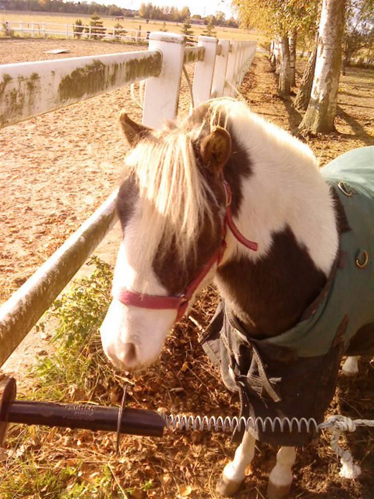 Besøg på Miniature Stutteri (: - Hingst
Han er 220.000 kr hver! Han er kåret i UK & så har han været i Belgien (:
+ han er far til alle ders føl fra iår billede 1