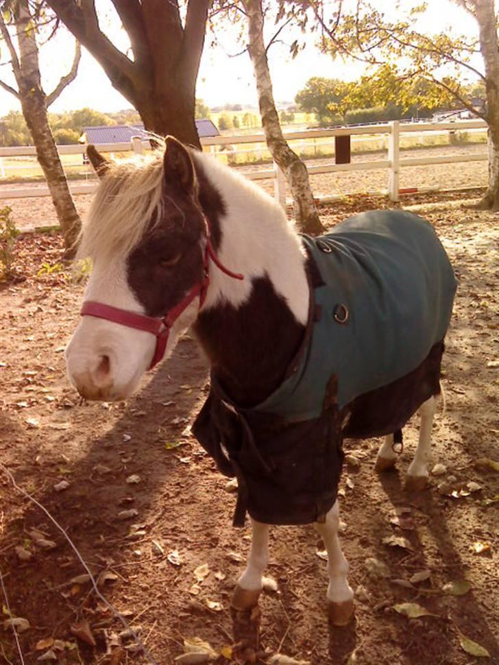 Besøg på Miniature Stutteri (: - Hingst billede 2