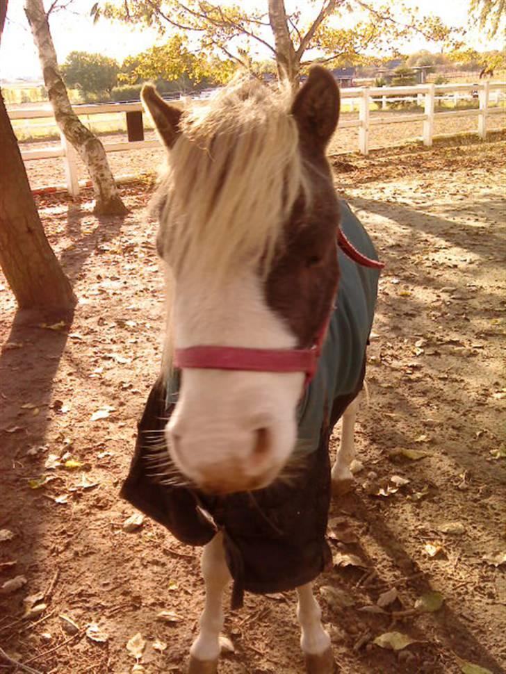 Besøg på Miniature Stutteri (: - Hingst billede 3