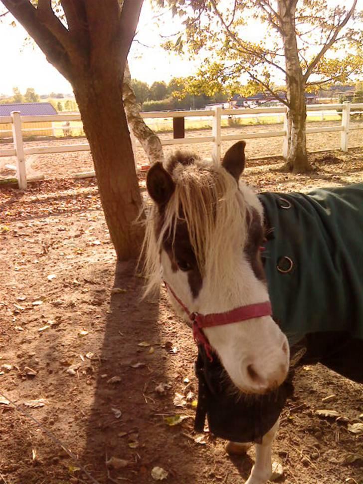 Besøg på Miniature Stutteri (: - Hingst billede 4