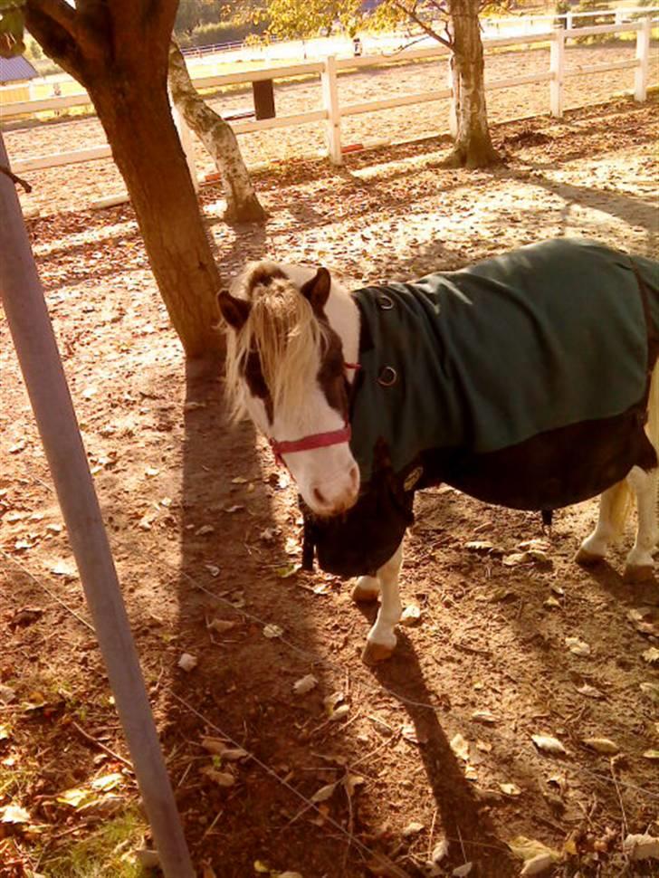 Besøg på Miniature Stutteri (: - Hingst billede 5