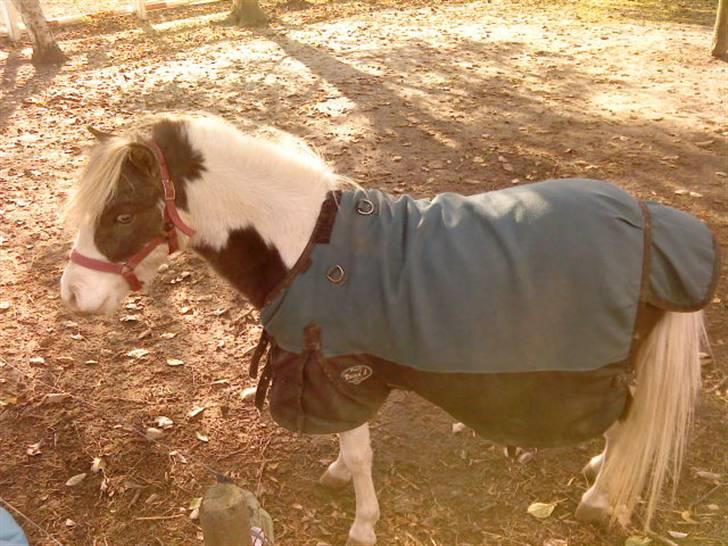 Besøg på Miniature Stutteri (: - Hingst billede 6
