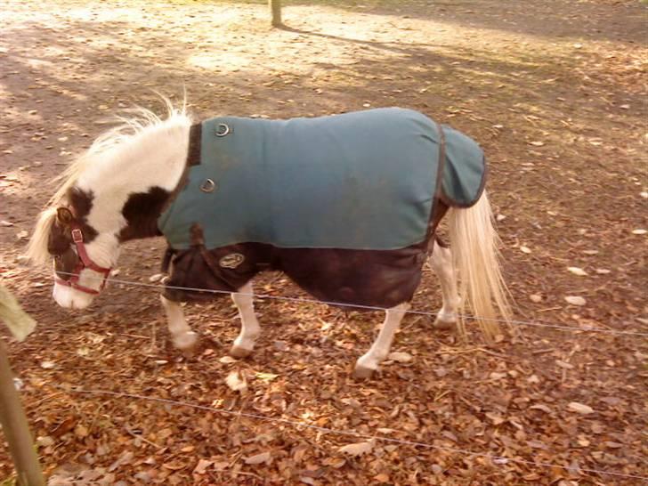 Besøg på Miniature Stutteri (: - Hingst billede 7