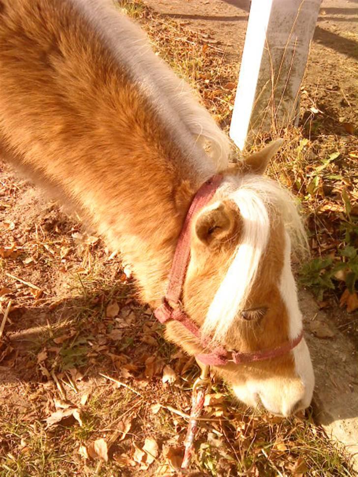 Besøg på Miniature Stutteri (: - Han s rigtige navn kan jeg ikke huske, men han bliver kaldt Frederik, han er fra 2005 & er Hingst billede 9
