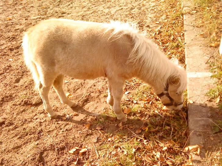 Besøg på Miniature Stutteri (: - Laura, født 1 maj 09, hun er ca. 35 cm høj billede 10