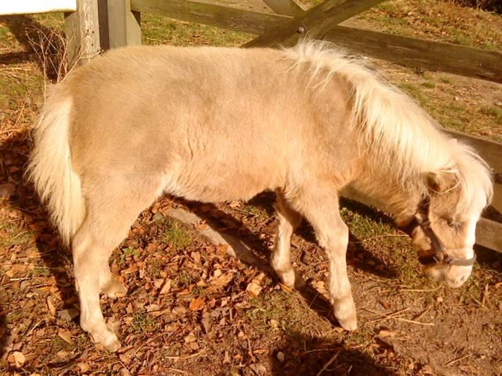 Besøg på Miniature Stutteri (: - Laura billede 11