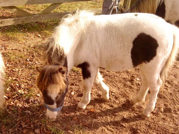 Besøg på Miniature Stutteri (: - Hendes rigtige navn er Indian, men bliver kaldt Ida, hun er fra 2009 & er ca. 40 cm høj billede 12