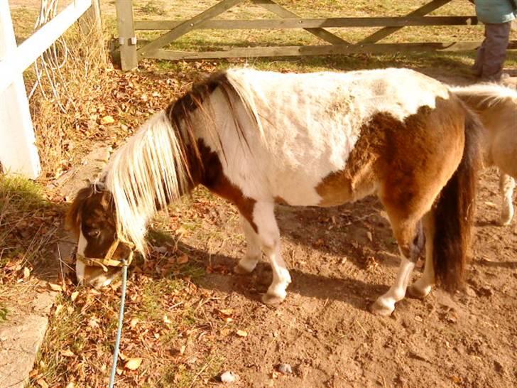 Besøg på Miniature Stutteri (: billede 13