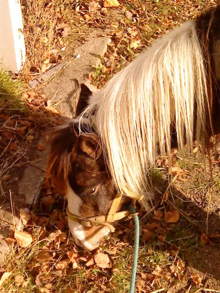 Besøg på Miniature Stutteri (: billede 14