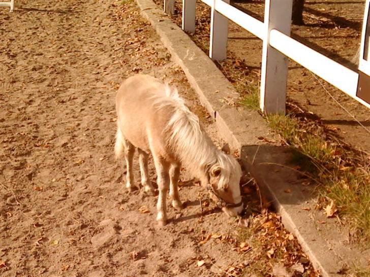 Besøg på Miniature Stutteri (: billede 15