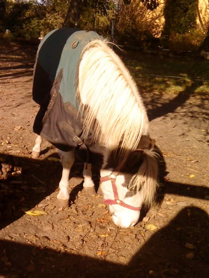 Besøg på Miniature Stutteri (: billede 16