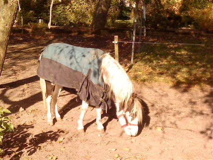 Besøg på Miniature Stutteri (: billede 17